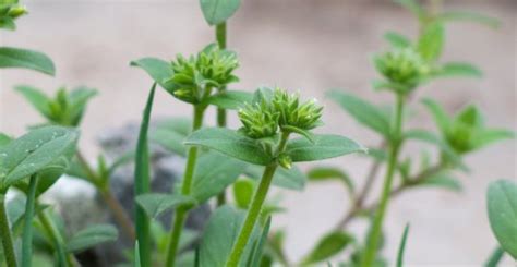 梔子花禁忌|梔子花：營養價值與成分、功效、禁忌、正確食用方法